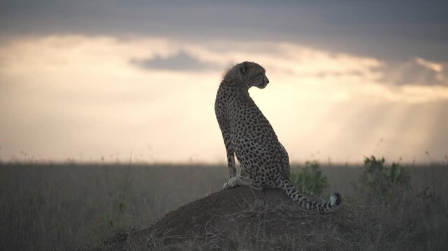 Cheetah Sitting on a Termite Mound at Sunset