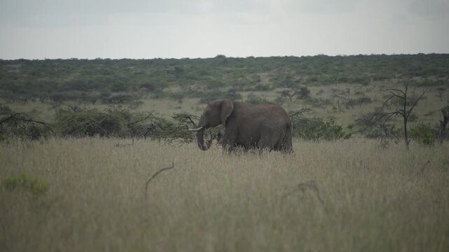 African Elephant Walking Through Savannah Grassland