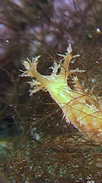 Yellow sea slug moves across brown seaweed in daylight. The organism features branching cerata on a pale body.