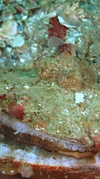 A flatfish blends into sandy, green-hued shallows by remaining still, using camouflage to evade predators and prey in its natural marine habitat.