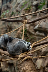 Relaxed lemur resting on a rope bridge in a natural habitat setting © anyatachka95