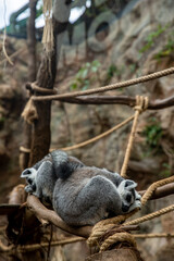 Ring-tailed lemurs resting together on a tree branch in a zoo enclosure © anyatachka95