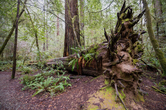 Jedediah Smith Redwood State and National Parks