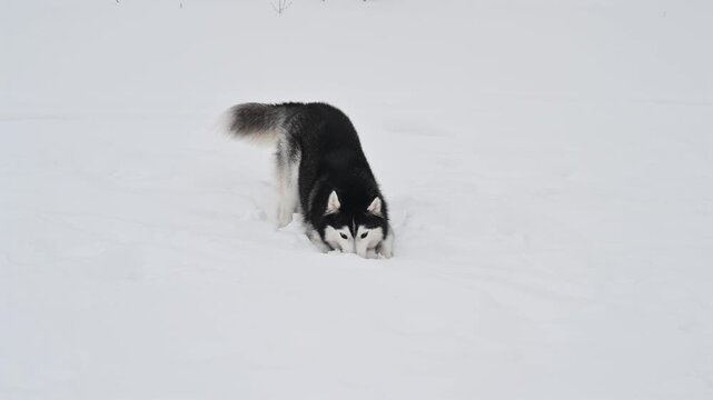 Huskies play with a ball during a winter walk.