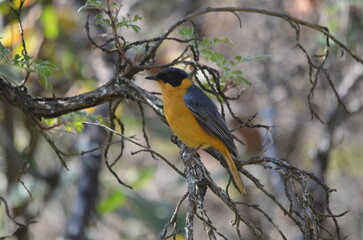 Obraz premium Chorister Robin-Chat Perched on a Forest Branch, Drakensberg, South Africa