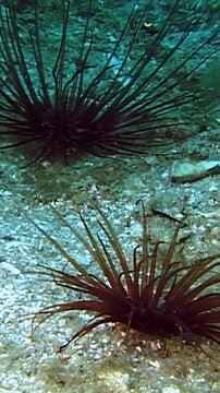 Dark brown and black spined echinoderm moves across the light blue and grey sandy seabed.