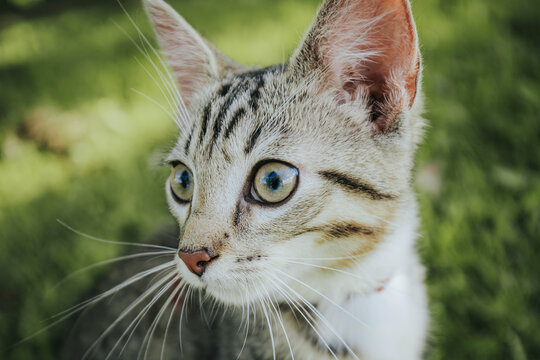 Domestic tabby cat with striking blue eyes and distinctive stripes gazes curiously while sitting on green grass in a sunny outdoor setting