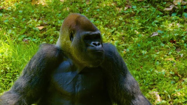 Cinematic Slow Motion Close-Up Portrait Of A Powerful Male Gorilla Sitting In Lush Green Grass
