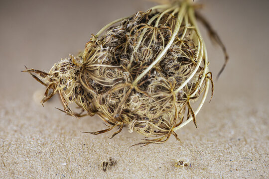 Close-up of dried seed pod with intricate patterns and textures on a neutral background, showcasing natural botanical details and organic forms