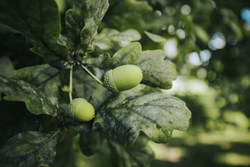 Green acorns growing on oak tree branches surrounded by large, textured leaves in a natural outdoor setting with soft sunlight filtering through © Emvats
