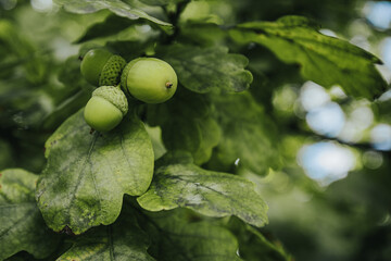 Green acorns and leaves on an oak tree branch, showcasing the natural growth and development of the acorns in a lush forest environment © Emvats