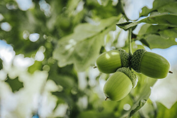 Green acorns hanging from a branch surrounded by lush green leaves in a natural outdoor setting, showcasing the beauty of nature and seasonal growth © Emvats