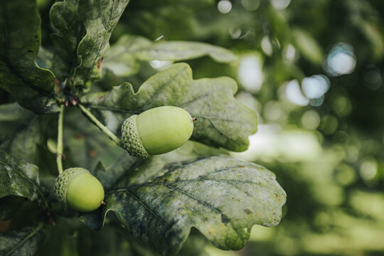 Green acorns hanging from oak tree branches surrounded by lush green leaves in a natural outdoor setting with soft sunlight filtering through