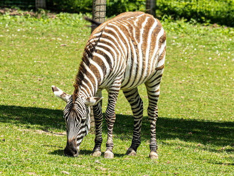 Z&egrave;bre des plaines broutant de l'herbe sur une pelouse