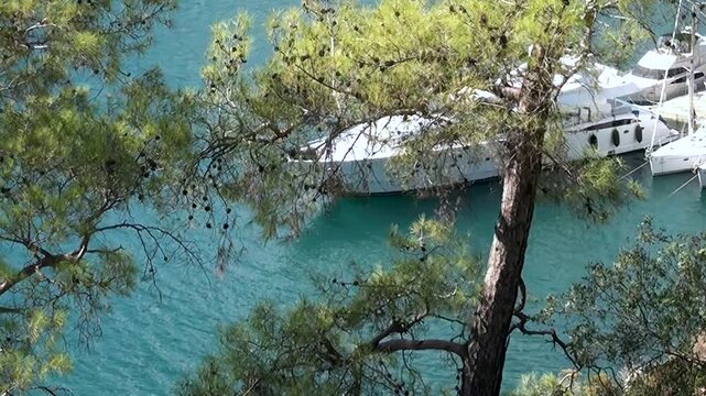 Pine trees frame white boats anchored in turquoise Mediterranean waters during midday.