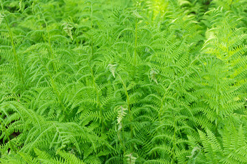 A dense group of Lady ferns on a summer day in Norway. © MariannePfeil