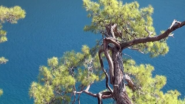 Green pine needles and brown bark contrast against deep blue ocean water. Sunlight illuminates the branches while the plant moves in the breeze above a coastal Mediterranean cliffside landscape.