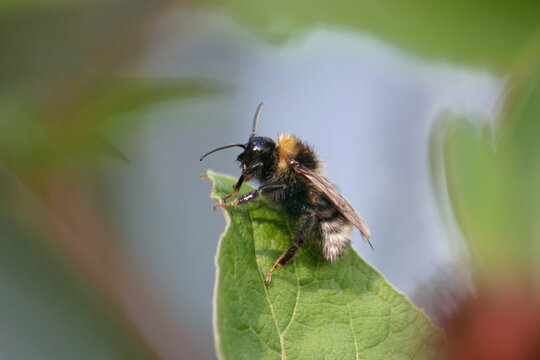 Hummel