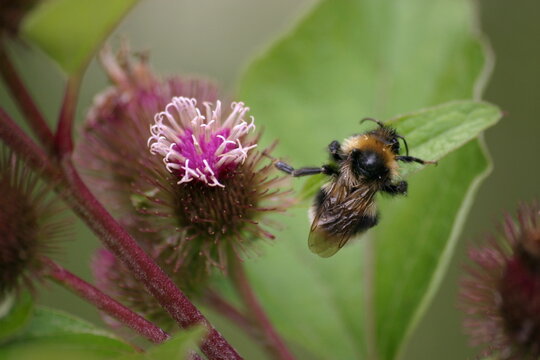 Hummel