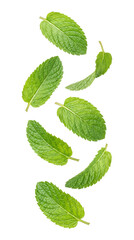 Falling mint leaves isolated on transparent background © Png Stock Pro