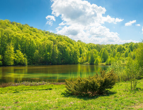 landscape by the lake at noon. deciduous forest near the glacial lake velyke trostya. view of primeval forest of carpathian mountains of ukraine in spring. cloudy sky. hiking and tourism background