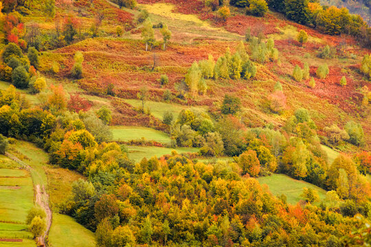 countryside mountain scene. autumnal nature texture of a deciduous forest on a steep hillside. rural area of Uzhanian park of Transcarpathia, Ukraine