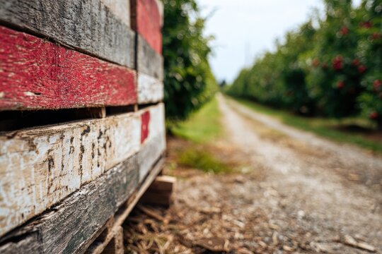 Wooden crates in foreground with red paint suggest harvest scene. Pathway extends between rows of apple trees in background. Natural light enhances colors and textures