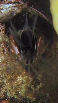 Cirripedia extend feathery cirri to capture plankton from the water column in this dark brown and beige underwater habitat.