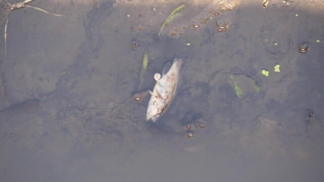 dead fish in river water