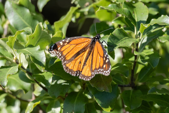 Papillon monarque (Danaus plexippus) aux ailes d&eacute;ploy&eacute;es en Nouvelle-Z&eacute;lande