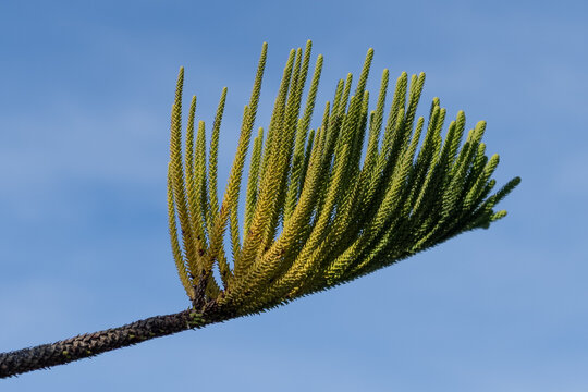 D&eacute;tail du feuillage d'un pin de Norfolk (Araucaria heterophylla)