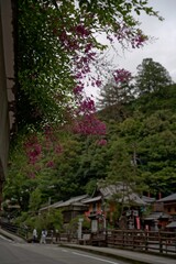 Obraz premium 壁を超えてしだれる草花