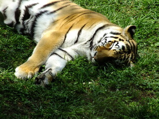 Tiger resting © Corey