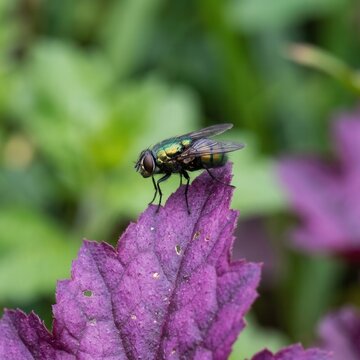 Close Up Of A Green Bottle Fly Perched On A Purple Leaf With Soft Green Background Bokeh