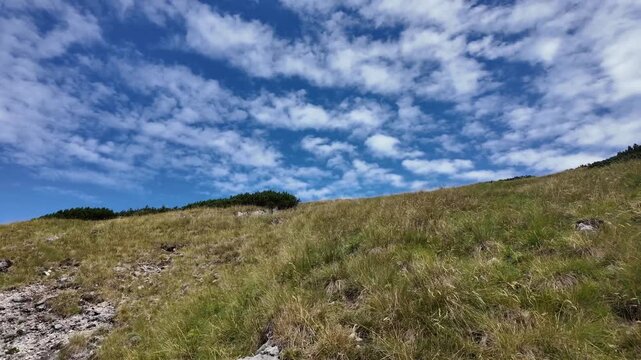 Scenic alpine dry grassy slope with mountain pine and blue cirrocumulus sky. Low angle mountain hill under cirrocumulus sky. Mountain landscape alp rocks and cirrocumulus cloud. Go up hiking