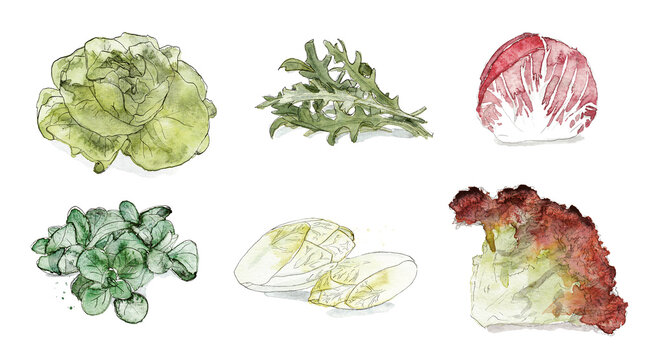 Sets of Fruits and Vegetables, Salate, Kopfsalat, Ruccola, Radicchio, Feldsalat, Chicor&eacute;e, Lollo Rosso