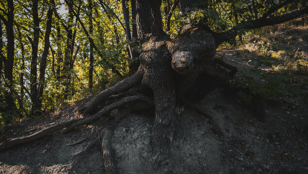 Magical tree with root structure looking like a fantasy ent in the forest,