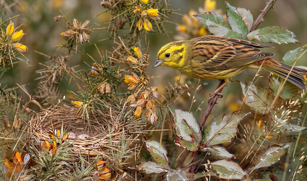 Yellowhammer ,Emberiza citrinella, perched above its nest with eggs in gorse bush