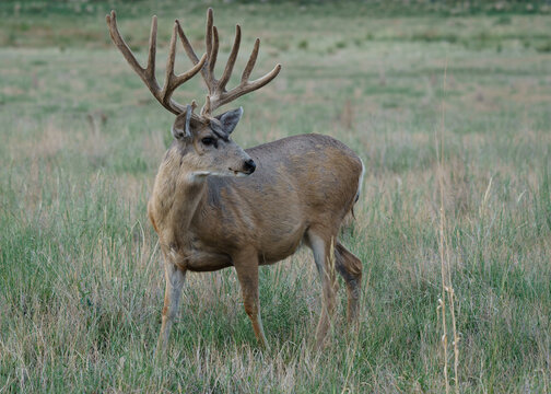 Colorado Wildlife. Wild Deer on the High Plains of Colorado. Mule Deer Buck in a grassy field.