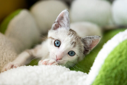 portrait of a blue eyed kitten 