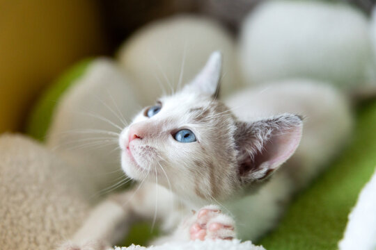 portrait of a blue eyed kitten 