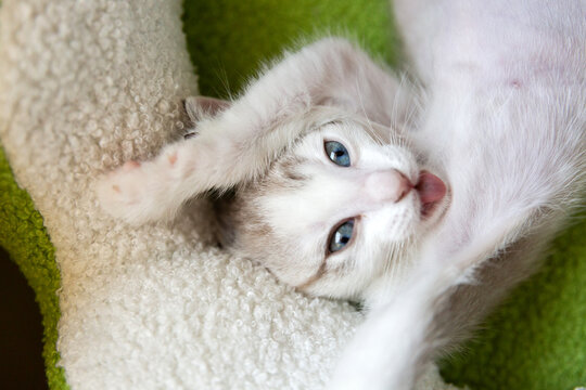Kitten playing