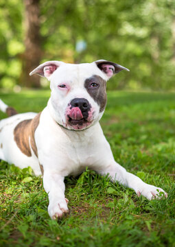 An American Bulldog mixed breed dog licking its lips