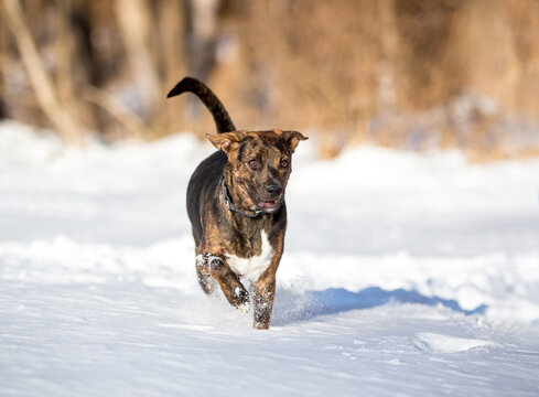 A mixed breed dog running through the snow