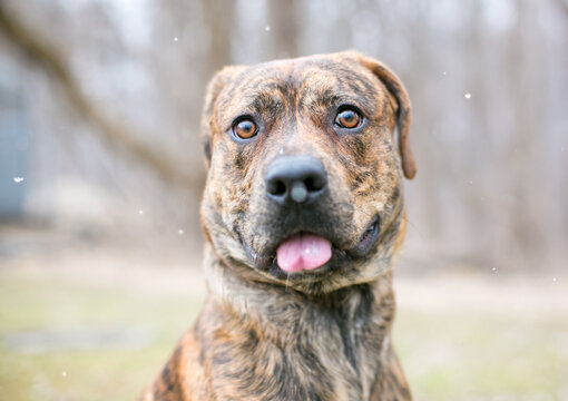 A brindle mixed breed dog catching snowflakes on its tongue