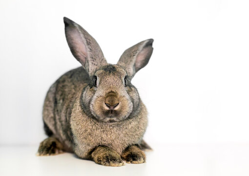 A Flemish Giant rabbit with large ears lying down