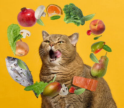 Satisfied cat licking its lips surrounded by flying fruits, vegetables, fish, and meat on a yellow background.