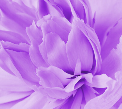 Close-up of petals of a beautiful delicate flower in lilac and purple tones.
