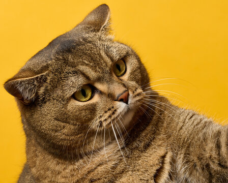 Close-up of a beautiful tabby cat with expressive eyes on a bright yellow background.