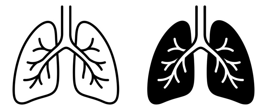 black and white medical illustration of human lungs with bronchial tubes and airway passages transparent background on transparent background